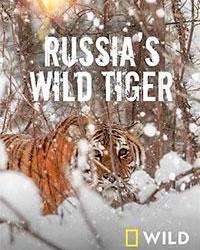 Дикие тигры России (2022) смотреть онлайн
